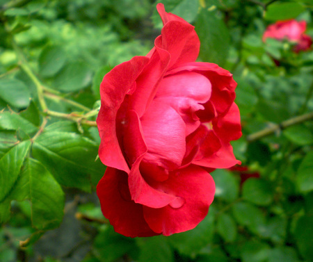 The pink rose has blossomed on a bush in a garden. The pink rose with leaves is located on a dim background.の写真素材