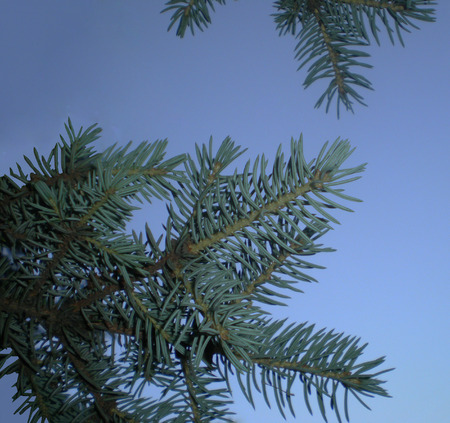 Against the gentle blue sky there are green prickly branches of a fur-tree.の写真素材