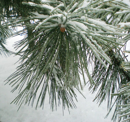 On a winter background there is a pine branch.Pine needles are covered by snow.の写真素材