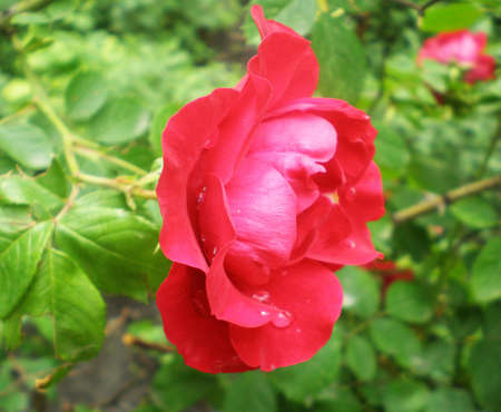 The bright beautiful crimson rose has blossomed on a bush of roses. The rose is on a green background from leaves. The background is a little dim.の写真素材