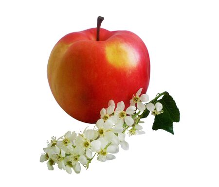The red apple with yellow a juicy ripe apple lays near a branch with white florets of a bird cherry.Objects are isolated on a white backgroundの写真素材