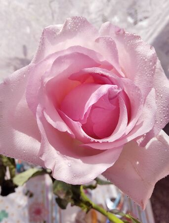 Part of a delicate pink rose with dew drops on a flower and a blurry light backgroundの写真素材