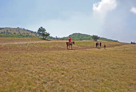 Horseback riding in the hilly yellow terrain. Small stones are scattered in the distance. In the distance there are two hills on which trees grow. Two single trees grow in the center. In the center, a man in red clothes rides a horse. In the distance you can see people on horseback and a foal.の写真素材
