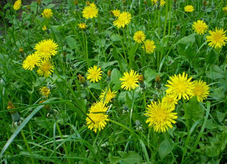 Beautiful yellow bright flowers of dandelions on a background of bright green grass in spring or early summer.の写真素材