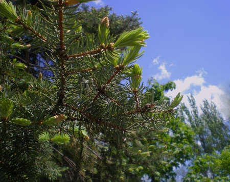 Spruce branch against a background of blue sky and trees on a clear sunny day with a blurred background.の写真素材