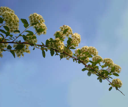 The branch of a plant with white flowers and leaves is illuminated by the sun's rays and against the background of a blue sky.の写真素材