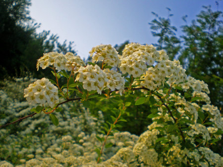 A flowering branch of a bush against a blue sky and illuminated by the rays of the setting sun. The...