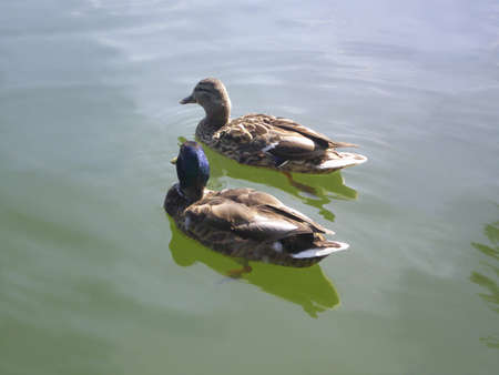 On a sunny summer day, two ducks swim in the pondの写真素材