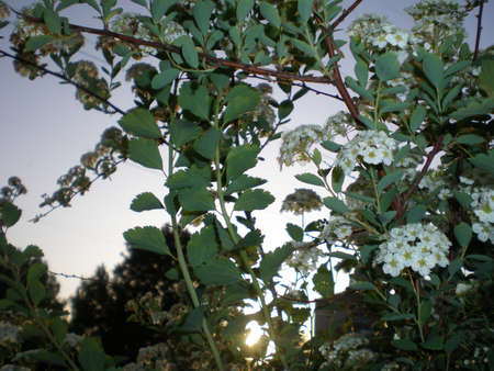 A bush with white small flowers is illuminated by the rays of the setting sun. The background is blurred.の写真素材