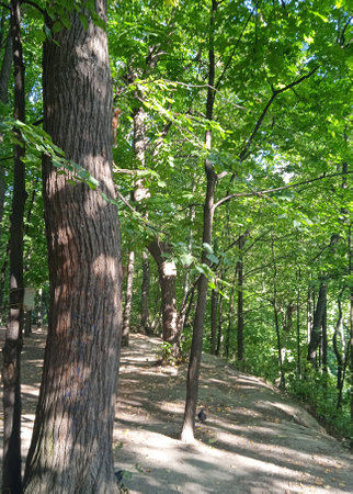 A sunny summer day in the forest with a large tree in the foreground and a squirrel far away on the trunk of a tree.の写真素材