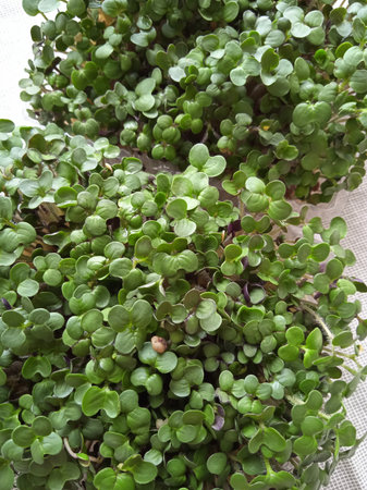 Useful micro greens in two containers. A thick carpet of juicy mustard micro-greenery.の写真素材