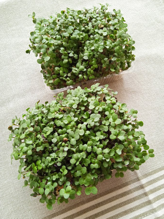 Useful micro greens in two containers. A thick carpet of juicy mustard micro-greenery.の写真素材