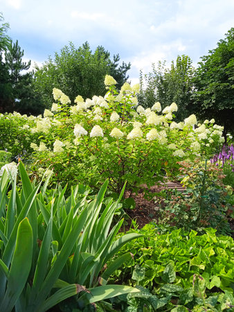 Beautiful summer garden against the blue sky. There are many trees in the background. In front are various bright plants and flowers. In the center is a large bush of blooming white hydrangea.の写真素材
