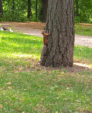 Squirrel on a tree in the park. Squirrel in the parkの写真素材