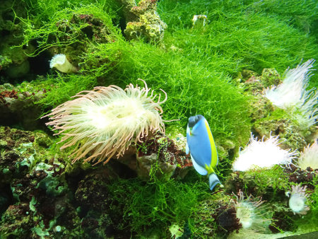 Underwater view of the coral reef with fish and seaweed.の写真素材