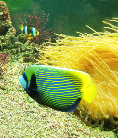The butterflyfish (Chaetodon imperator) in anemoneの写真素材