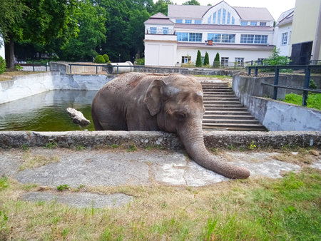 Elephant in a zoo in the city of Krakow, Polandの写真素材