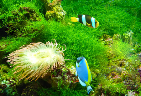 On a coral reef in the sea, beautiful tropical fish swim among the algae.の写真素材
