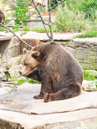 brown bear sitting on the ground in the zoo, close-upの写真素材