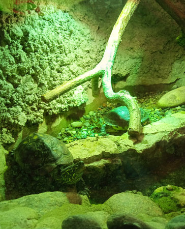 Turtles in the terrarium of the zoo. Close-upの写真素材