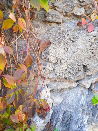 Ivy on a stone wall in autumn, closeup of photoの写真素材