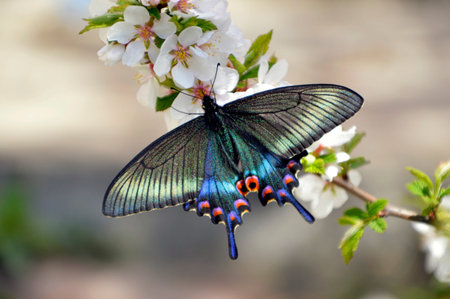 Swallowtail butterfly on the flowering branch of cherry in springの写真素材
