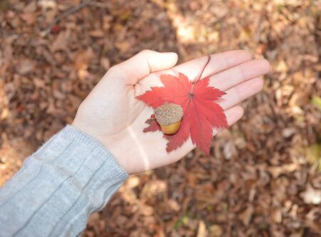 Female hand holding the acorn and red maple leaf on a background of brown autumn dry grass and branchesの写真素材
