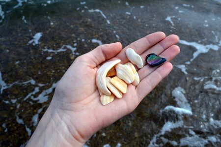 Female palm holding one dark and several light brown seashells on the background of Japanese sea on a summer day.の写真素材