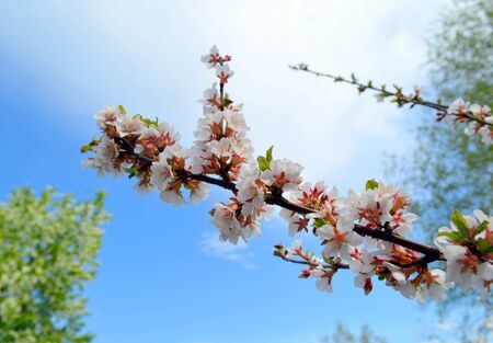 Blooming branch of cherry tree on a blue sky backgroundの写真素材