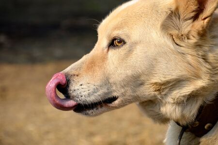 Portrait of a licking light brown dog. close up side viewの写真素材