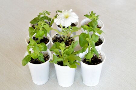 Concept of standing out from the crowd and leadership. seedlings of flowers in plastic cups and blossoming flower of white petunia. Petunia sprouts and Impatiens (busy lizzie)の写真素材