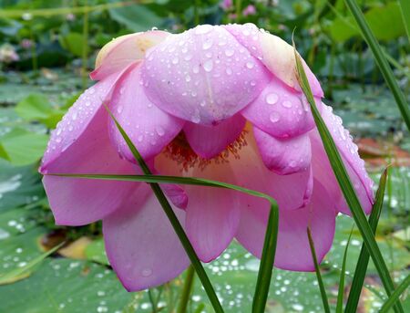 Lotus with light pink petals on the background of the lotuses lake, green leaves and drops of water.の写真素材