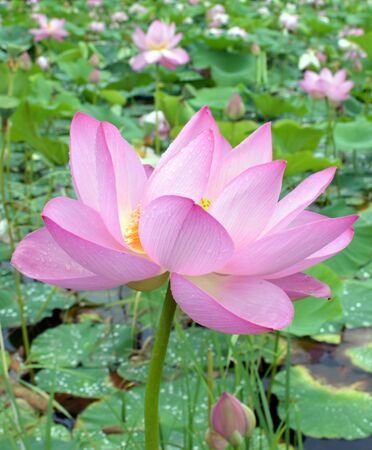 lotus with light pink petals on the background of the lotus lake, green leaves and drops of water. The flower (lat. Nelumbo nucifera) is listed in the Red Bookの写真素材