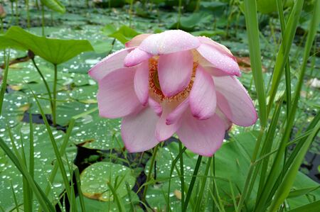 Lotus with light pink petals on the background of the lotuses lake, green leaves and drops of water.の写真素材