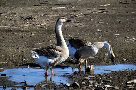Gray goose standing and looking away near drinking goose and waterの写真素材