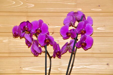 Lilac orchid isolated on wooden backgroundの写真素材