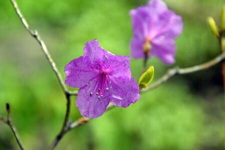 Rhododendron sichotense in Primorsky krai, Far East Russia. Type of Rhododendron growing in Russia.の写真素材