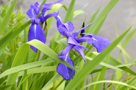 Bright flowers of irises with green leaves on a summer sunny dayの写真素材