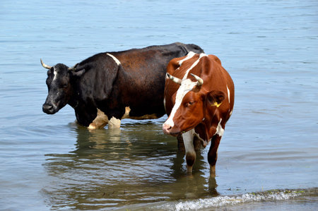 Two cows standing in sea water to escape the heat on a hot day. local beach, Japanese sea, Russia.