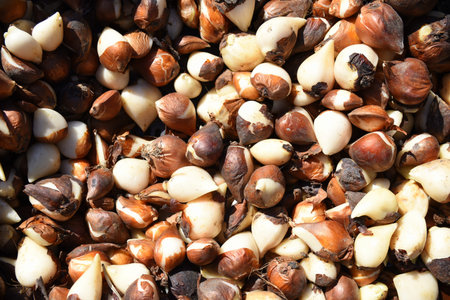 Tulip bulbs of different colors on the market