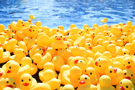 Many bright yellow rubber ducks floating in the poolの写真素材