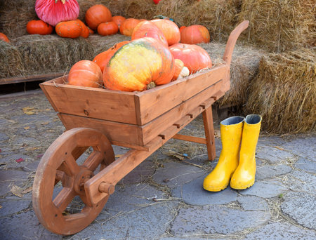 Wooden wheelbarrow with harvest of pumpkin on  background of mown grass. yellow rubber boots are...