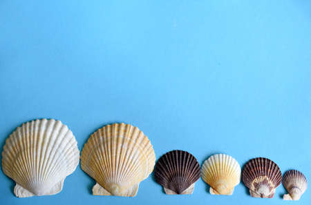 Japanese sea scallop seashells in a row on a blue background. close-upの写真素材