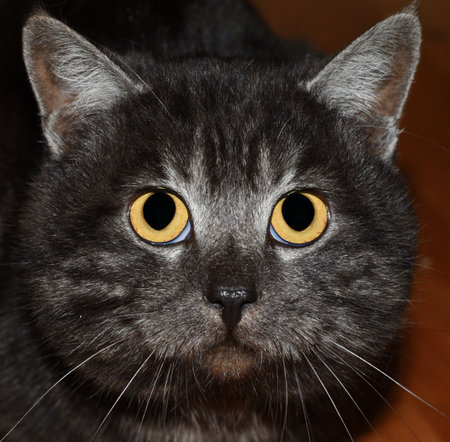Big eyes of scared gray catの写真素材
