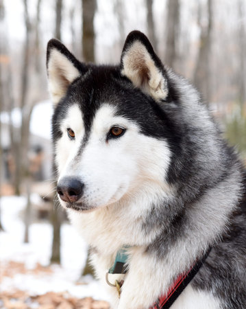 Young malamute looking away on a winter day. Close up