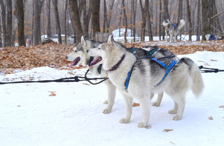 Young Siberian husky dogs preparing for sledding