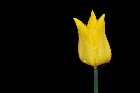 Yellow tulip with rain drops on black background. Copy spaceの写真素材