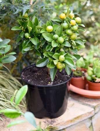 Calamansi also known as calamondin, growing in a potの写真素材