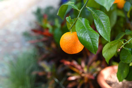 Small orange fruit growing on a tree.の写真素材
