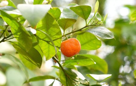 Tangerine fruit growing on a branch under sunlight